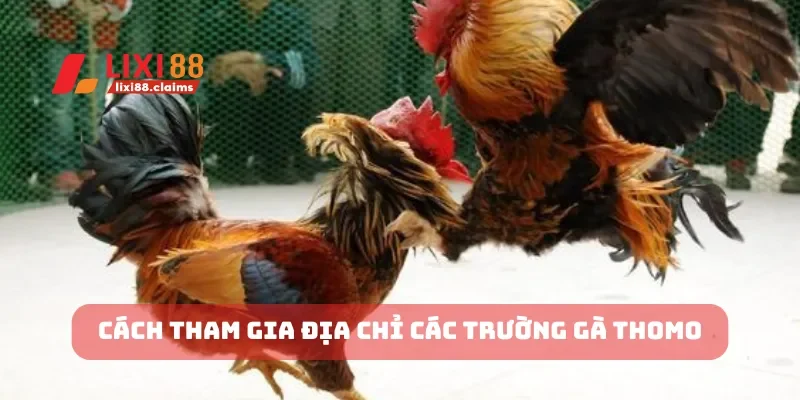 Đá Gà Cựa Dao Hấp Dẫn Bạn Không Thể Bỏ Qua Tại Lixi88 6 Cách tham gia địa chỉ các trường gà thomo