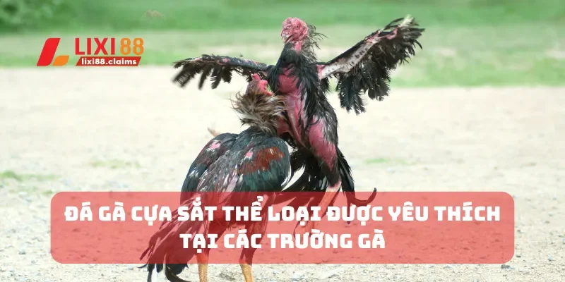 Đá Gà Cựa Sắt Thể Loại Được Yêu Thích Tại Các Trường Gà 2 Đá gà cựa sắ
