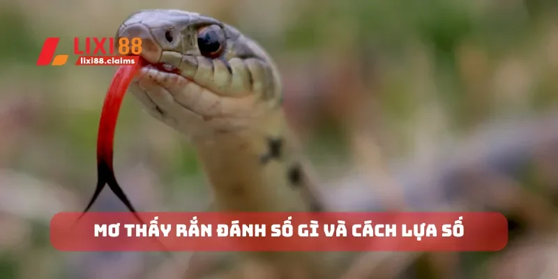 Nằm Mơ Thấy Người Thân Đã Mất Ý Nghĩa Giấc Mơ Và Số Đánh 5 Mơ thấy rắn đánh số gì và cách lựa số