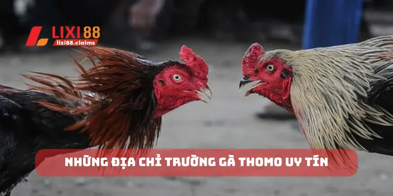 Đá Gà Cựa Dao Hấp Dẫn Bạn Không Thể Bỏ Qua Tại Lixi88 5 Những địa chỉ trường gà Thomo uy tín