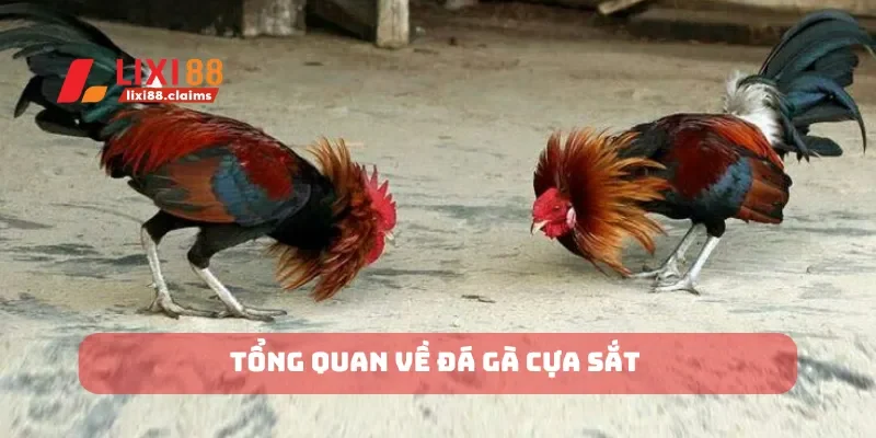 Đá Gà Cựa Dao Hấp Dẫn Bạn Không Thể Bỏ Qua Tại Lixi88 4 Tổng quan về đá gà cựa sắt